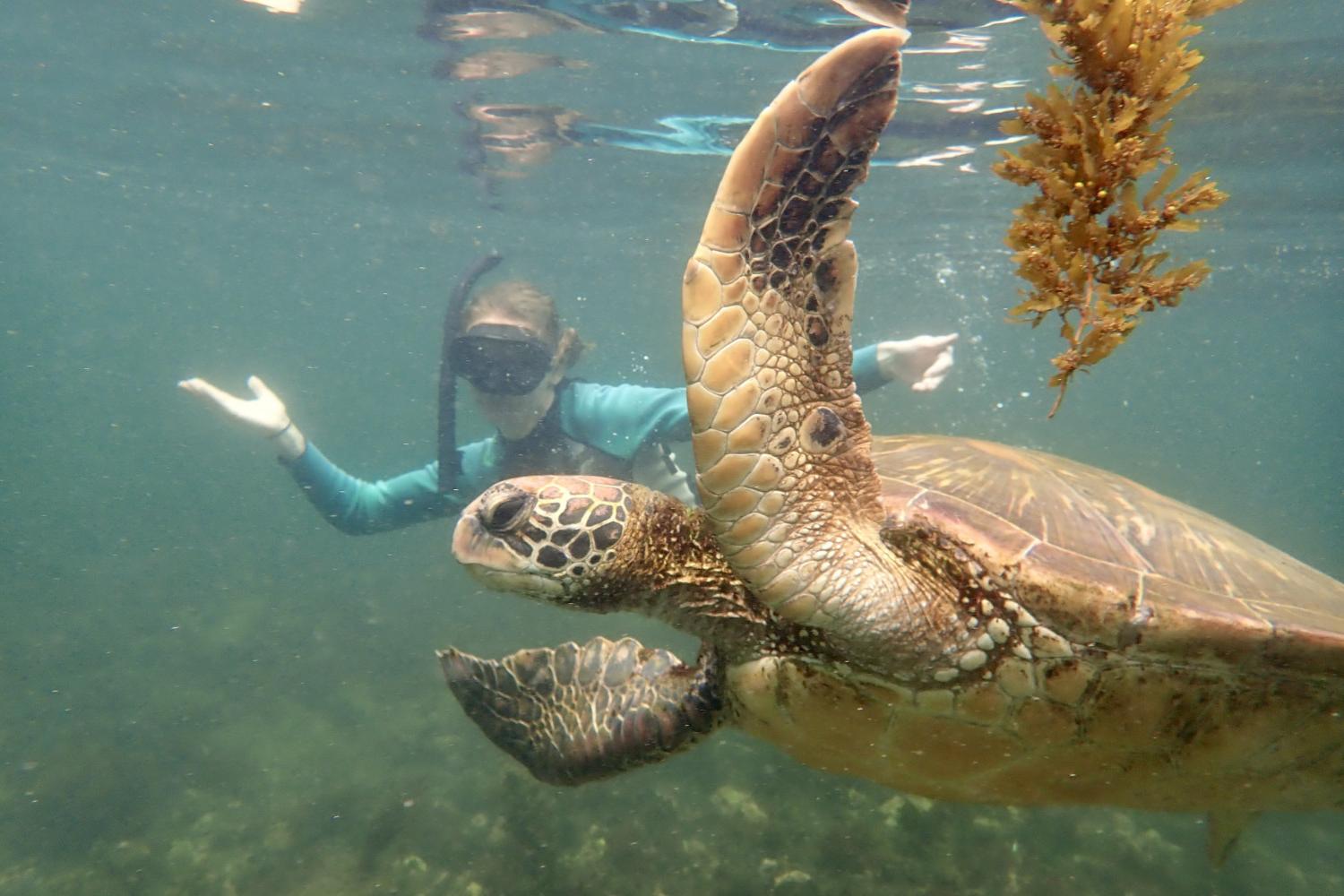 一名<a href='http://h6i.goudounet.com'>全球十大赌钱排行app</a>学生在Galápagos群岛游学途中与一只巨龟游泳.